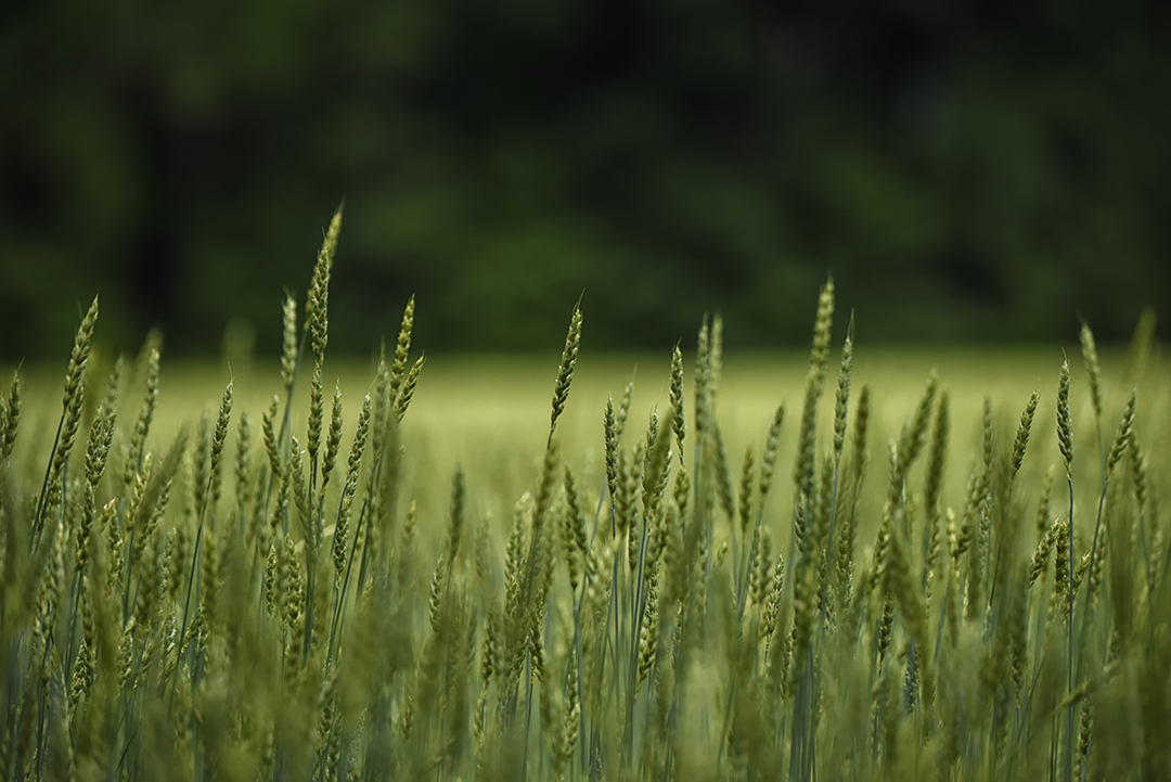 Fields of Hope Prints collection