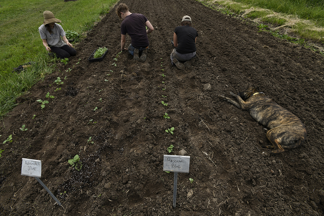 farmers Ontario Canada - ironwood organics grains farm