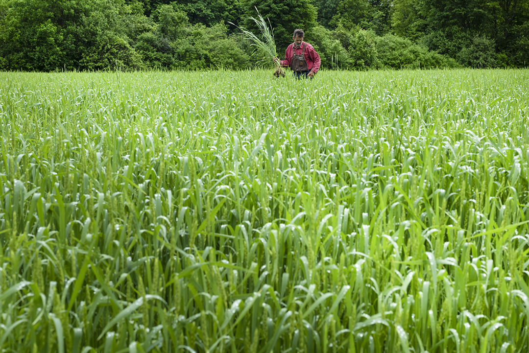 farmers Ontario Canada - ironwood organics grains farm
