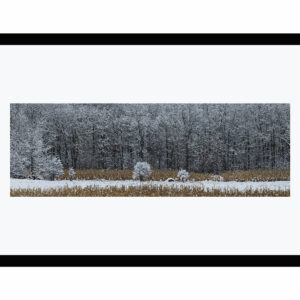 First Snow