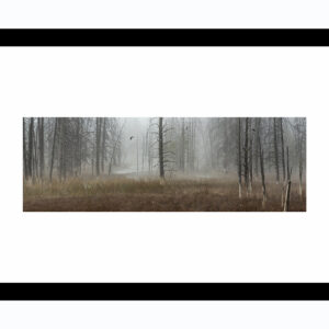 Andree Thorpe Photography